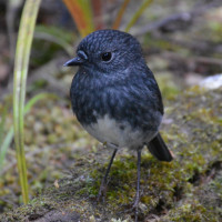 North Island Robin